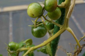 緑のミニトマト